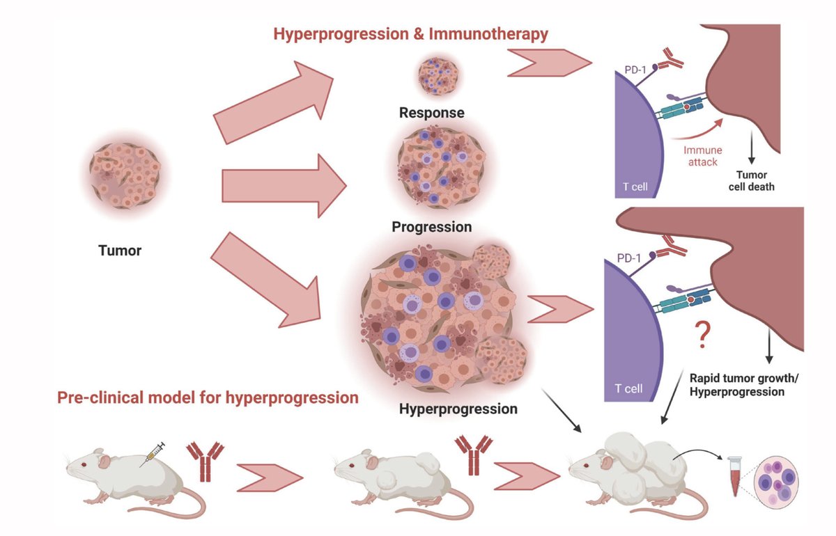 VivekSubbiah's tweet photo. 🚨On #hyperprogression 👉Unraveling the underpinnings of hyperprogression and immunotherapy: back to the bench @Dr_R_Kurzrock @OncoAlert @Oncotarget
https://t.co/vsV67rTxi5
https://t.co/goSVj0LUNK https://t.co/G0H0dP9wmk