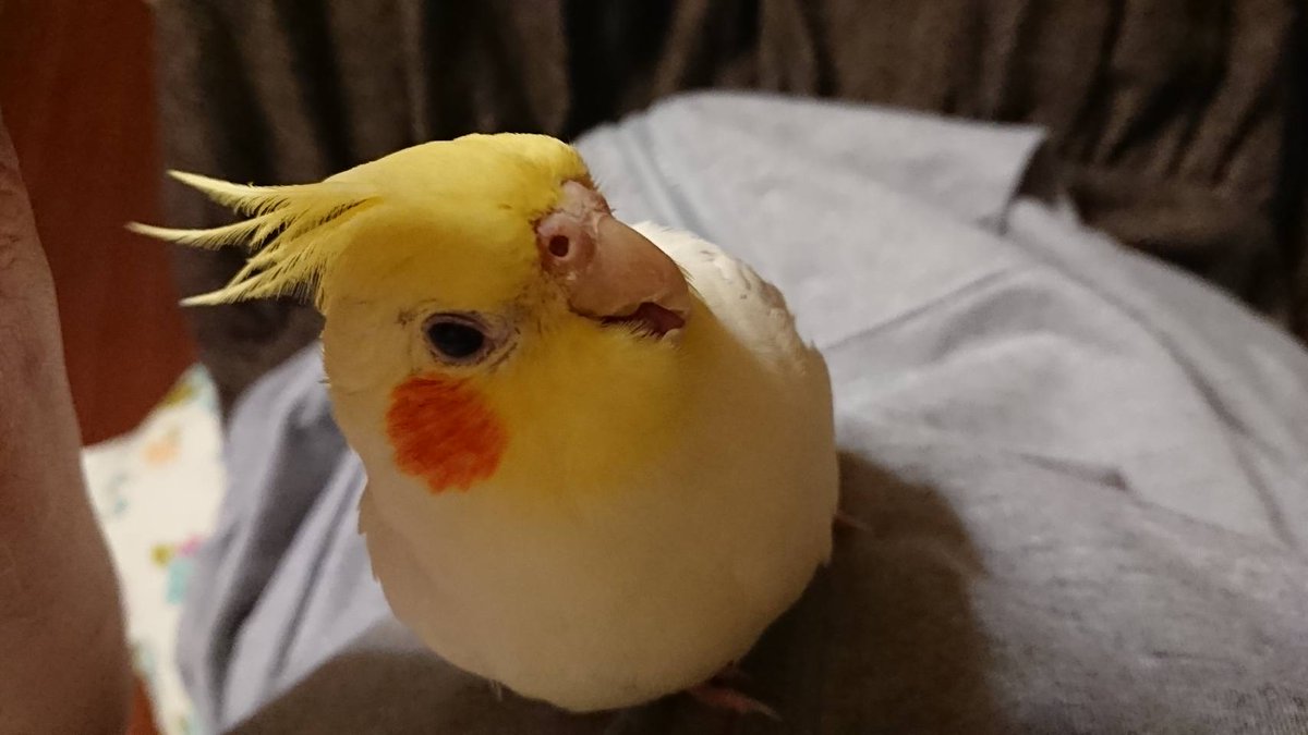 ( * ॑꒳ ॑*)۶"ﾅﾃﾞﾅﾃﾞを所望する時の顔