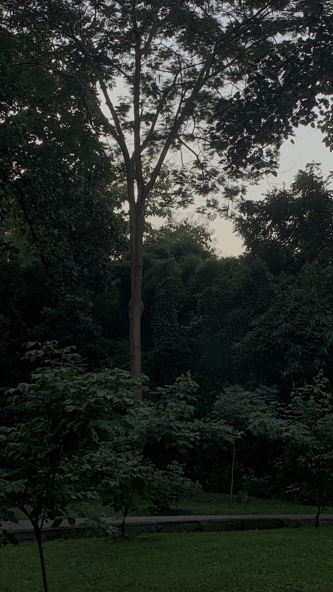 into the wood
