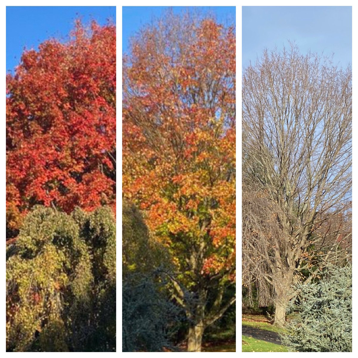 TonyDungy's tweet photo. As I walked this morning and listened to some great praise music I couldn’t help but be thankful and count my blessings. As I saw this tree that I’ve walked by every Sunday for the last month it reminded me tomorrow is not promised to us. I’m grateful for today. Matthew 6:34🙏🏽🙏🏽 https://t.co/8mOv0r5qOv
