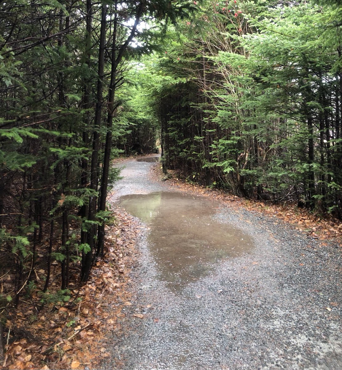GeoffBudden's tweet photo. A muddely, puddely morning on our pedestrian trails!
#ColdNovemberRain https://t.co/S73guOx9Bf