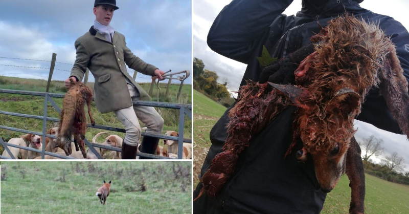 Protect the Wild tweet media