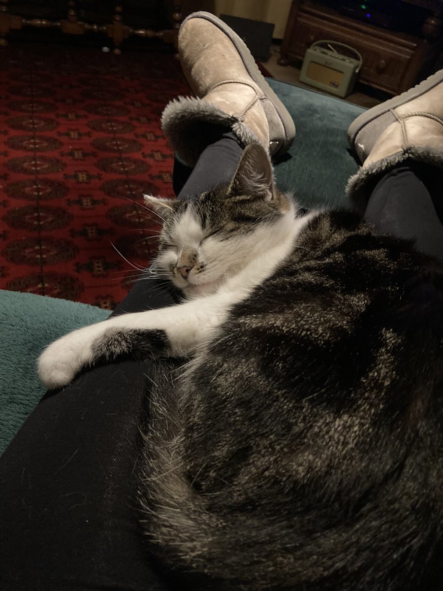 PrincessMeado16's tweet photo. I love my mum! She has the comfiest lap ever! https://t.co/dhsWpyh1eg