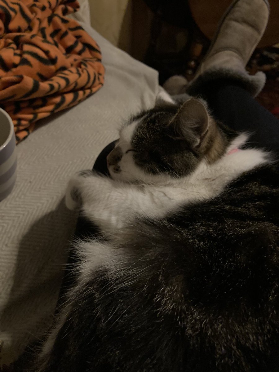PrincessMeado16's tweet photo. I love my mum! She has the comfiest lap ever! https://t.co/dhsWpyh1eg