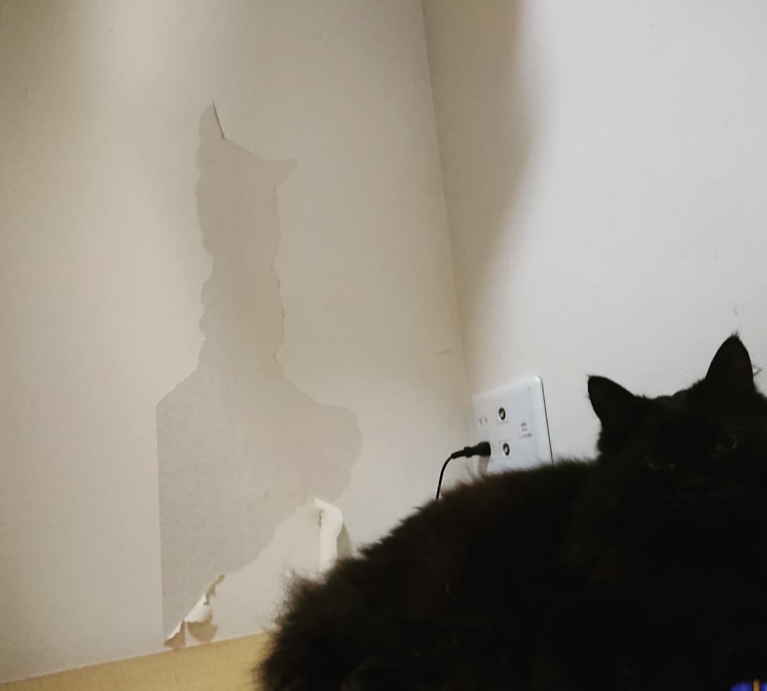 壁猫 - Twitter Search / Twitter