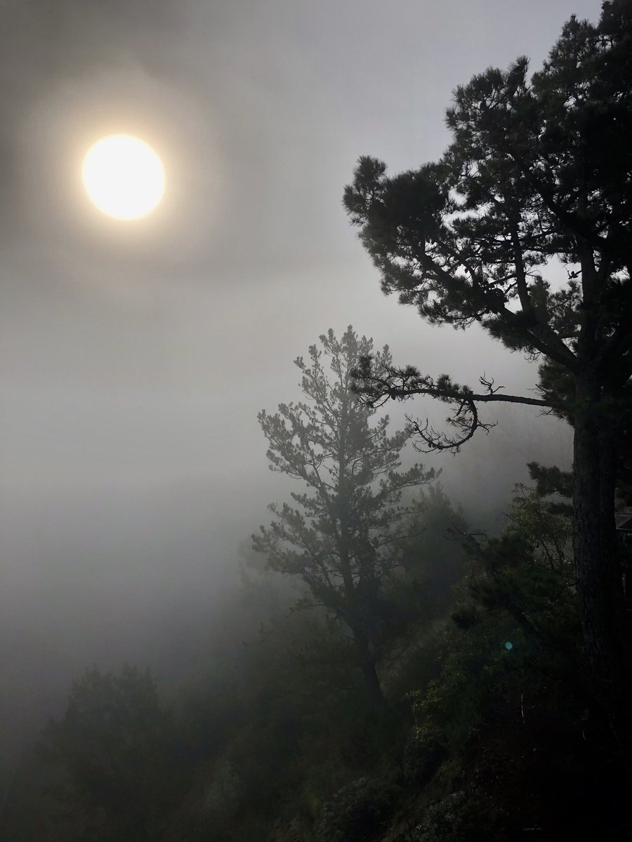 YourMoonliness's tweet photo. morning fog https://t.co/QAT3QAMol9