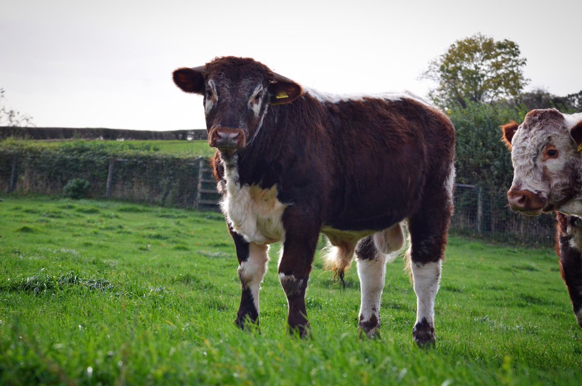 SBLonghorns's tweet photo. Z BOY. 9 Months. THE KING LIVES ON. #longhorn #englishlonghorn #bullcalf #weaning #bull #youngstock #livestock #mylad #thekingliveson #championsleague #cgamp #bredforsuccess #breedingquality #qualitycontrol #simplythebest #topcow @LonghornOffice https://t.co/OTPHSfbuUi