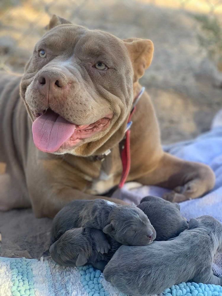 GODSPEEDLOS's tweet photo. NEW ADDITIONS TO DA SCORPIO FAM THIS WHERE IT BEGINS #BULLYSHOW ๐ถ https://t.co/wUrAWnxoos