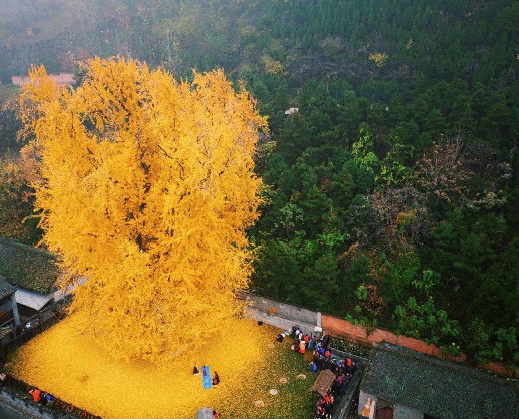 AcademiaAesthe1's tweet photo. 1,400-year-old Ginkgo tree, golden explosion of leaves.

C/o Han Fei https://t.co/fM1nZeq3kg