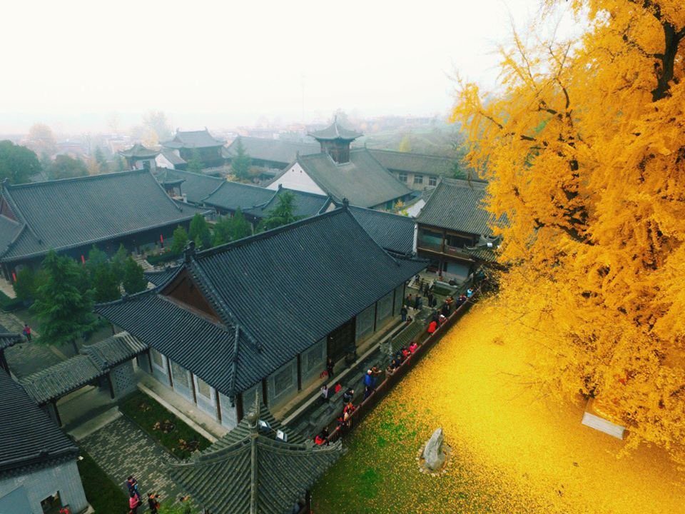 AcademiaAesthe1's tweet photo. 1,400-year-old Ginkgo tree, golden explosion of leaves.

C/o Han Fei https://t.co/fM1nZeq3kg