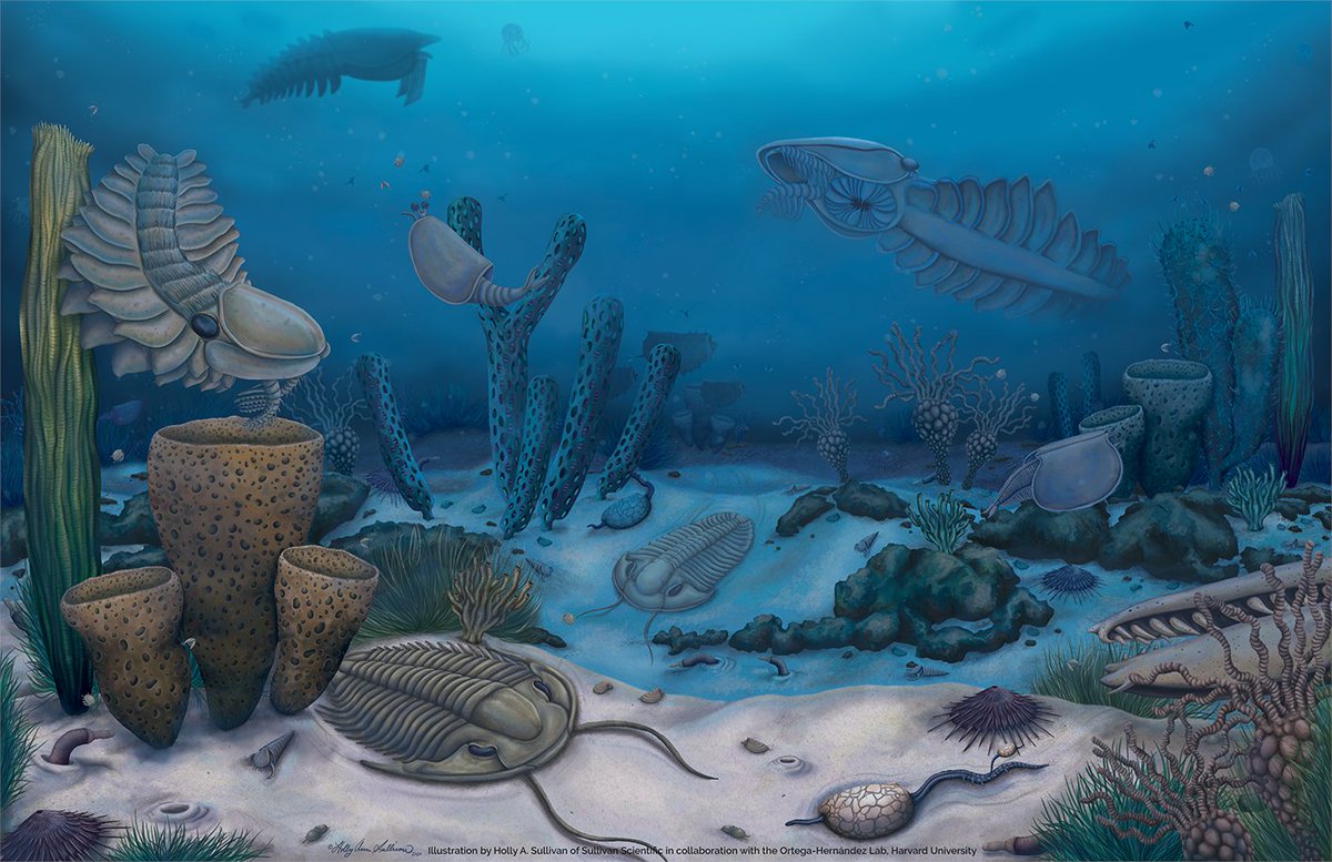 InvertebratePal's tweet photo. Para aquellos aficionados de la paleontología hispanoparlantes ¿Interesado en la Explosión del Cámbrico y el origen de los animales? Este episodio es para ti🤓 Gracias a @LaBiozona por la invitación para platicar sobre este trabajo en mi propio idioma🇲🇽
https://t.co/NDenK0ZMKd https://t.co/Pr9Gh40TmW