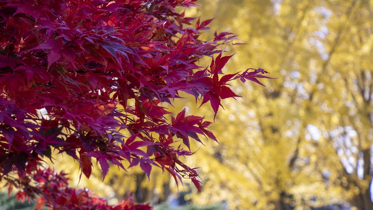 Fall brings out our true colors – Red &amp; Gold. ❤️  💛
