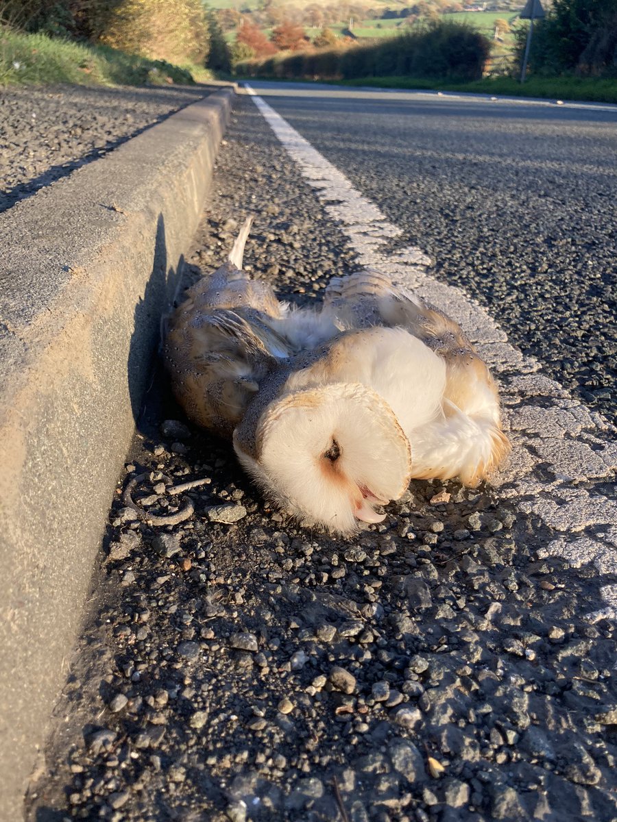 This is what happens when there’s no rough grassland & barn owls are forced to hunt alongside busy roads.