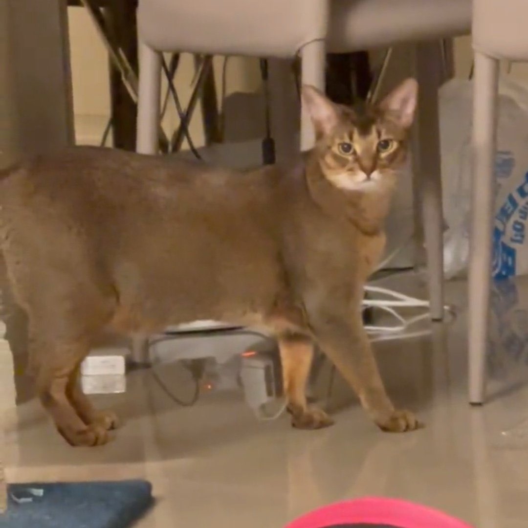เมี๊ยวล์ 𓂃 🐱 tweet media