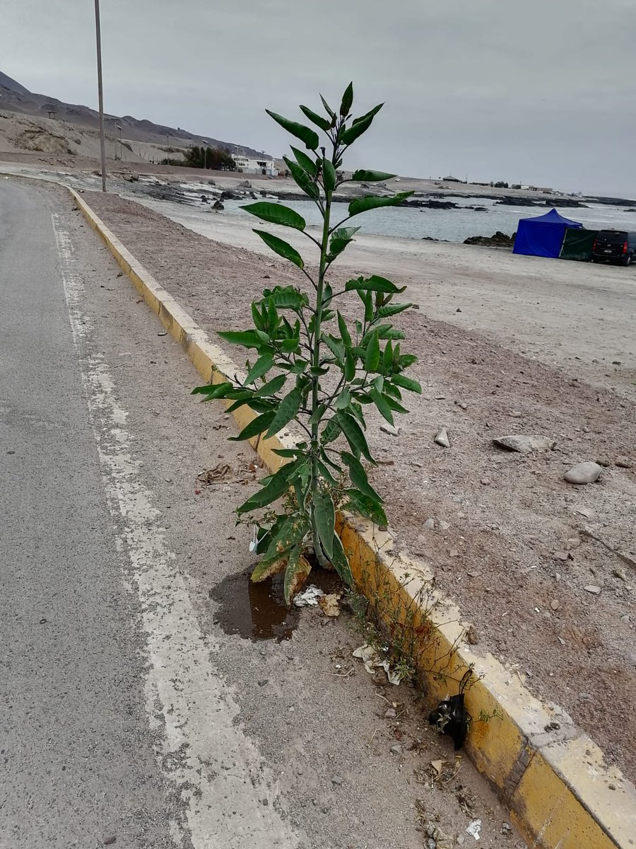AlitaCifu's tweet photo. Si Ud frecuenta Playa Blanca, pase a darle aguita a este guerrero 💪, hoy quedó mojadito y limpio 😍#iquique https://t.co/E0XfRPSKDb