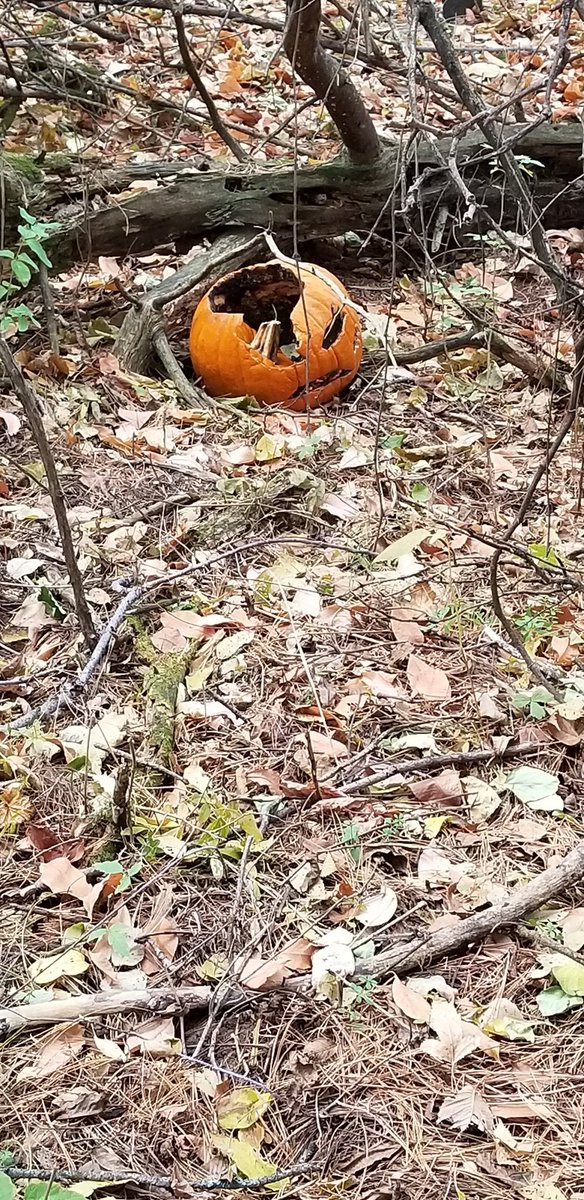 McMahonFirsties's tweet photo. The #mcfirsties keep checking on Pumpkin Jack. He is most definitely decomposing! #firstgradeforesters #handsonlearning https://t.co/HE9Z3J9CRo