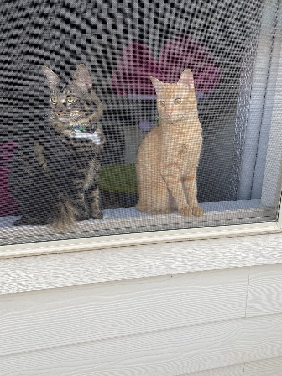 Bigdave1001's tweet photo. Tango and Fanta enjoying the cool breeze! #CatsOfTwitter https://t.co/HoUFqSVkxp