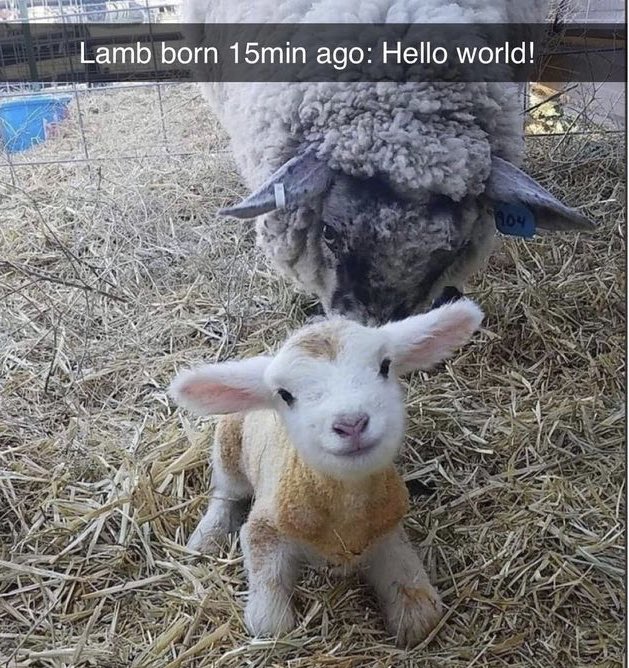 WholesomeMeme's tweet image. 