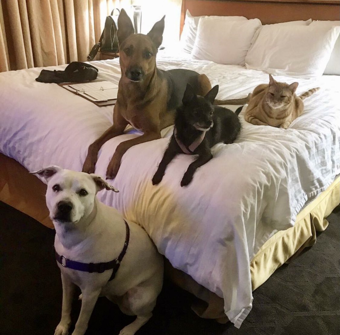 mcphree's tweet photo. Well behaved Babes https://t.co/nA2iq3Jq22