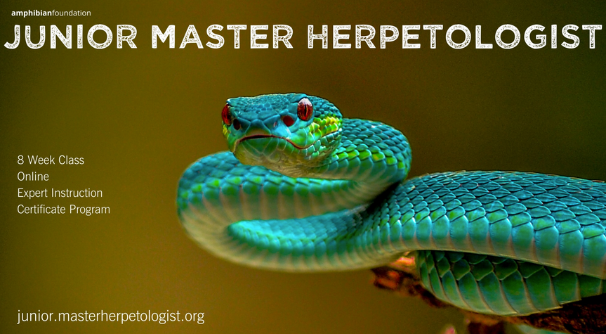 amphibianfound's tweet photo. It's finally here! Click the link below to register yourself or your favorite herper for AF's new #JuniorMasterHerper program!
https://t.co/jCpVqr1MN1
#Trimeresurus #MasterHerpetologist #MasterHerper https://t.co/RbZ7NPpWuL
