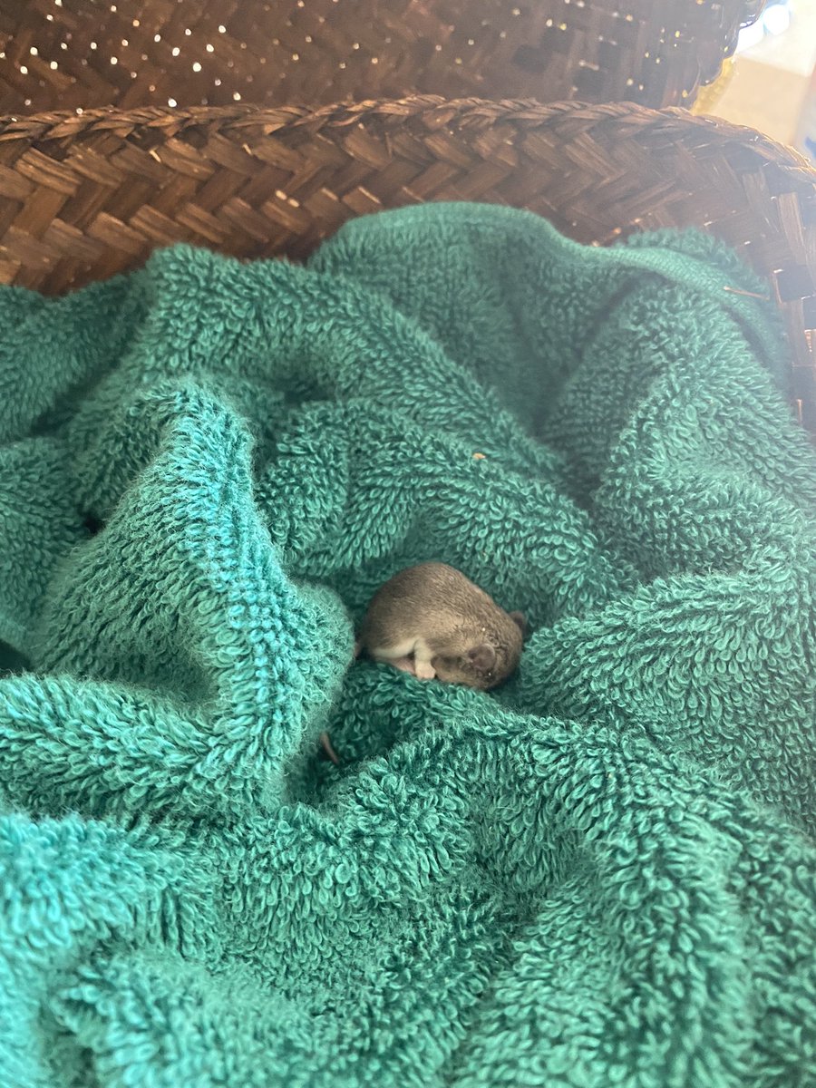 mcphree's tweet photo. more of my little friends 🦗🕷🕸🐭 https://t.co/ZEjriNBWwb