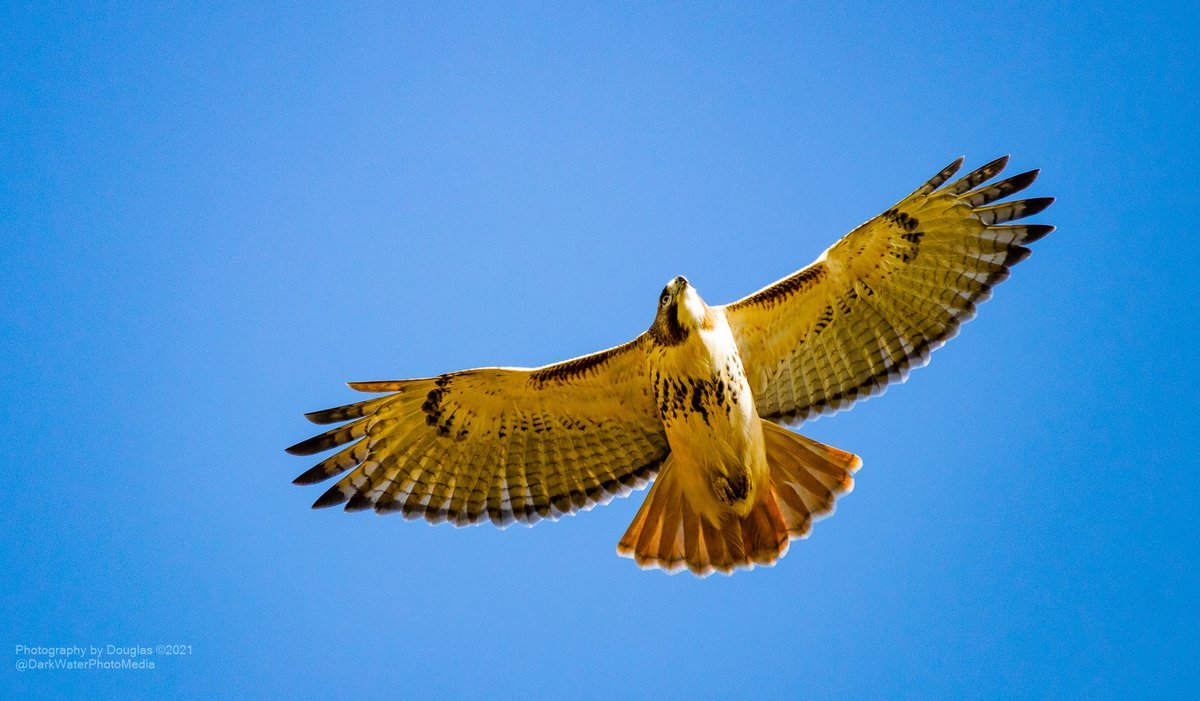 DarkWaterPhotos's tweet photo. Redtailed hawk giving me the stink eye as she passes overhead.
#WildTO #CityOfTO #RedtailsTO #Hawks #HighPark #NatureWalks #GetOutside #FamilyFriendly #TOParks #TOFieldNaturalists #StopThe413 #CanGeoBirds #ROMwpyON
https://t.co/R5PMOspsUo https://t.co/A5IVy6L7u3