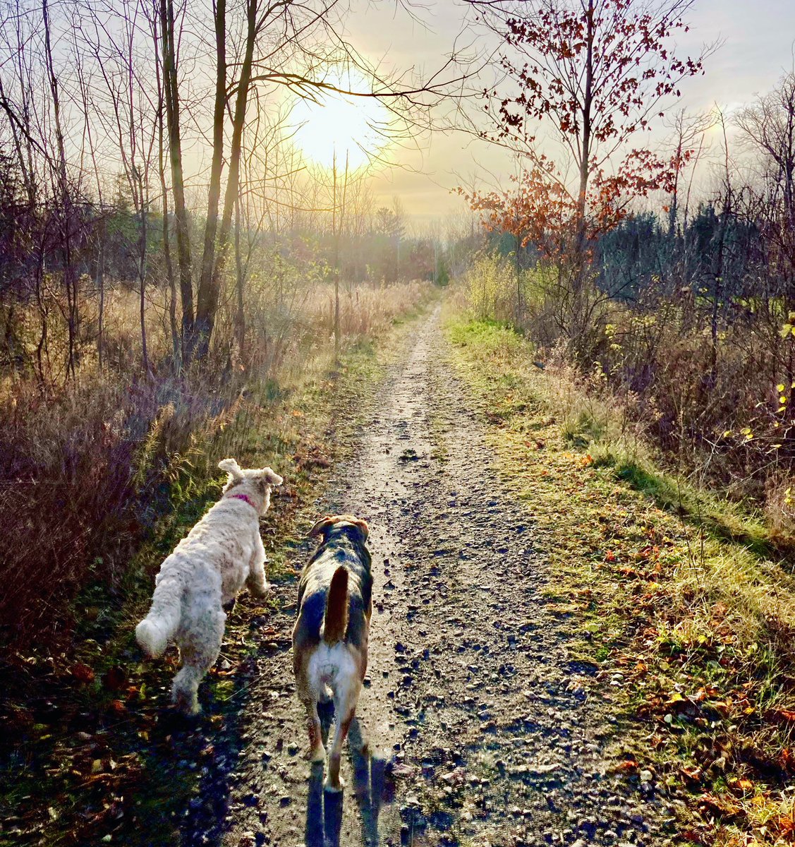 geekchef's tweet photo. Everyday is an #adventure . Enjoy your Sunday.
#sundayfunday #dogwalk #fall #falllight #hounddog #outaouais #dog #rescuedog #rescuedismyfavoritebreed #aylmer #aylmerquebec #gatineau #ottawa #shareyourweather #stormhour #igersottawa #sunrise #goldendoodle @BlacksWeather https://t.co/i99YEU1m5l