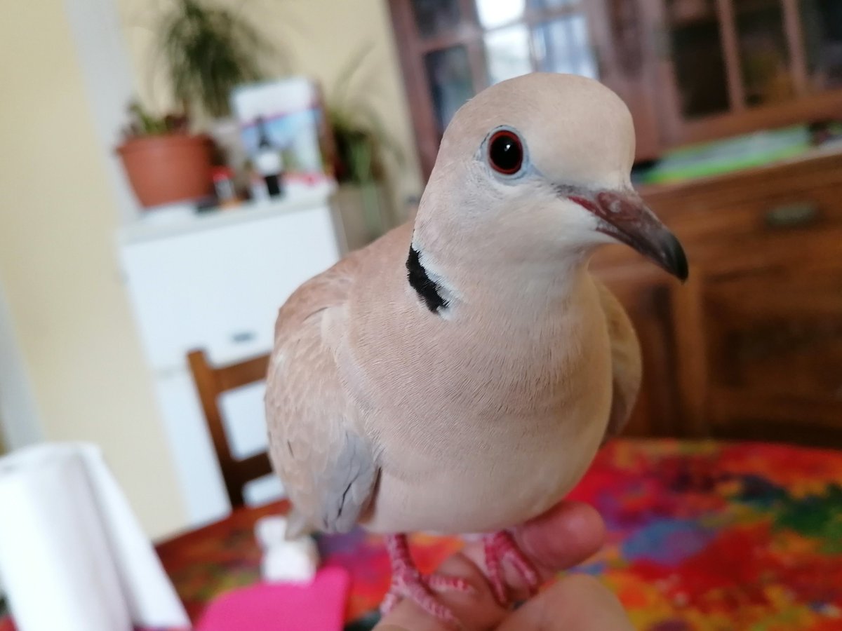 Nollyra's tweet photo. #TouchePasAMonAnimal 
@Tanguy_Toopet 
Je suis pour le bien être animal mais je suis contre cette loi.
Laissez-nous tranquilles avec nos animaux ! https://t.co/uz4JJxCJ1Q