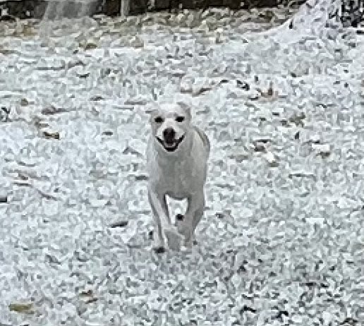 1K9View's tweet photo. First snow of the season https://t.co/2U3JCptP0Y