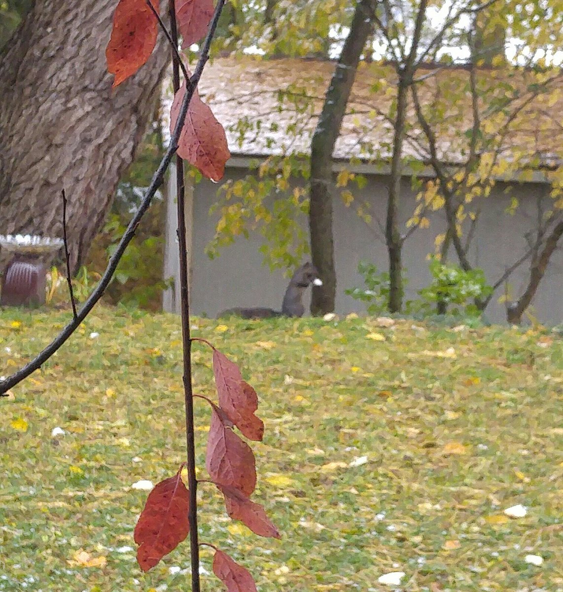 Laffincrow's tweet photo. Even #Nature tries to hold on to the #PreciousPresent. Soon she will acquiesse to Old Man Winter. Mr squirrel enjoying easy food pickins this morning. Gotta help the creatures survive. https://t.co/f5lxmgsKX0