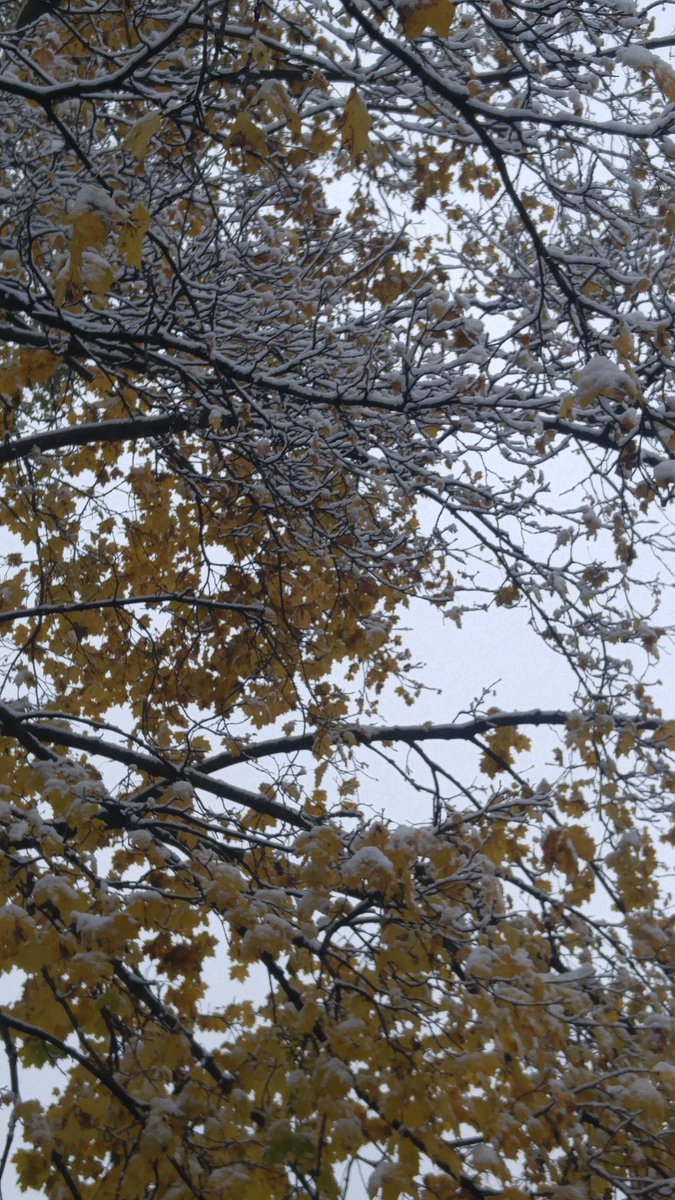 Laffincrow's tweet photo. Even #Nature tries to hold on to the #PreciousPresent. Soon she will acquiesse to Old Man Winter. Mr squirrel enjoying easy food pickins this morning. Gotta help the creatures survive. https://t.co/f5lxmgsKX0
