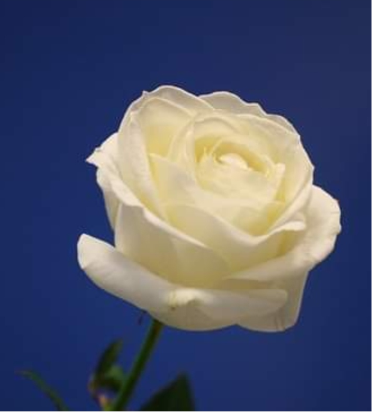 Con todo mi respeto y admiración por nuestro #José Martí, comparto este verso sencillo, inspirado en el suyo.