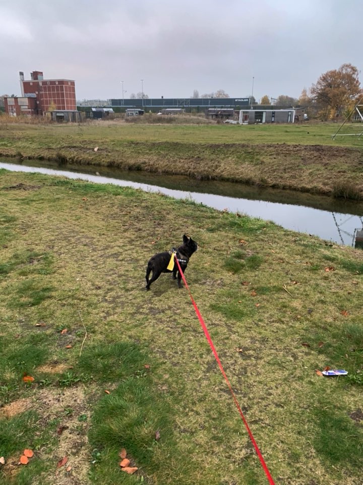 Stapper2000's tweet image. Lopen door de buurt samen met je hond en dan uitzicht hebben op de Tiny huisjes in Hengelooooo…#HDJB
