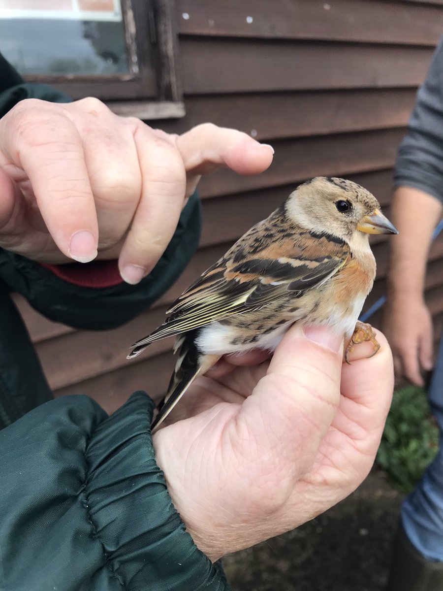 A beautiful female brambling from a bird ringing session down at @Sandwichbirdobs this morning!
#youngbirder