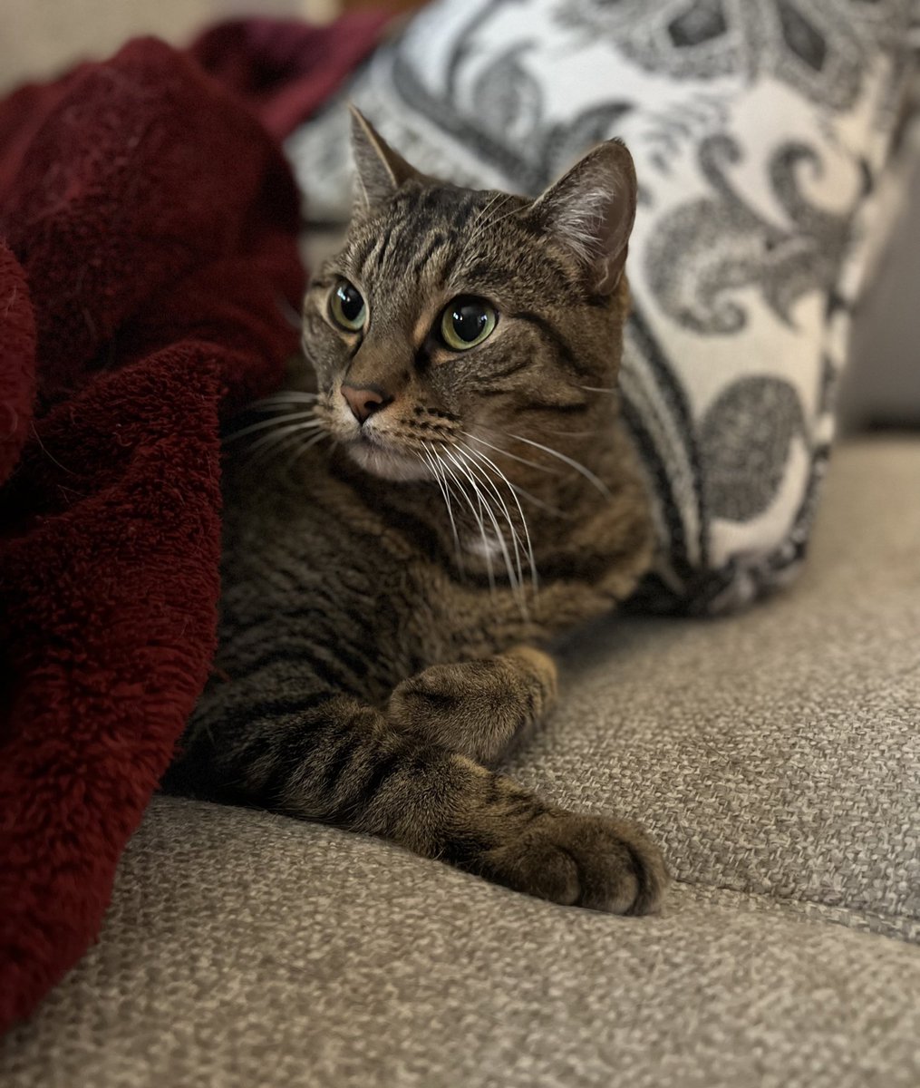 Cuddle mornings with Batman 🖤