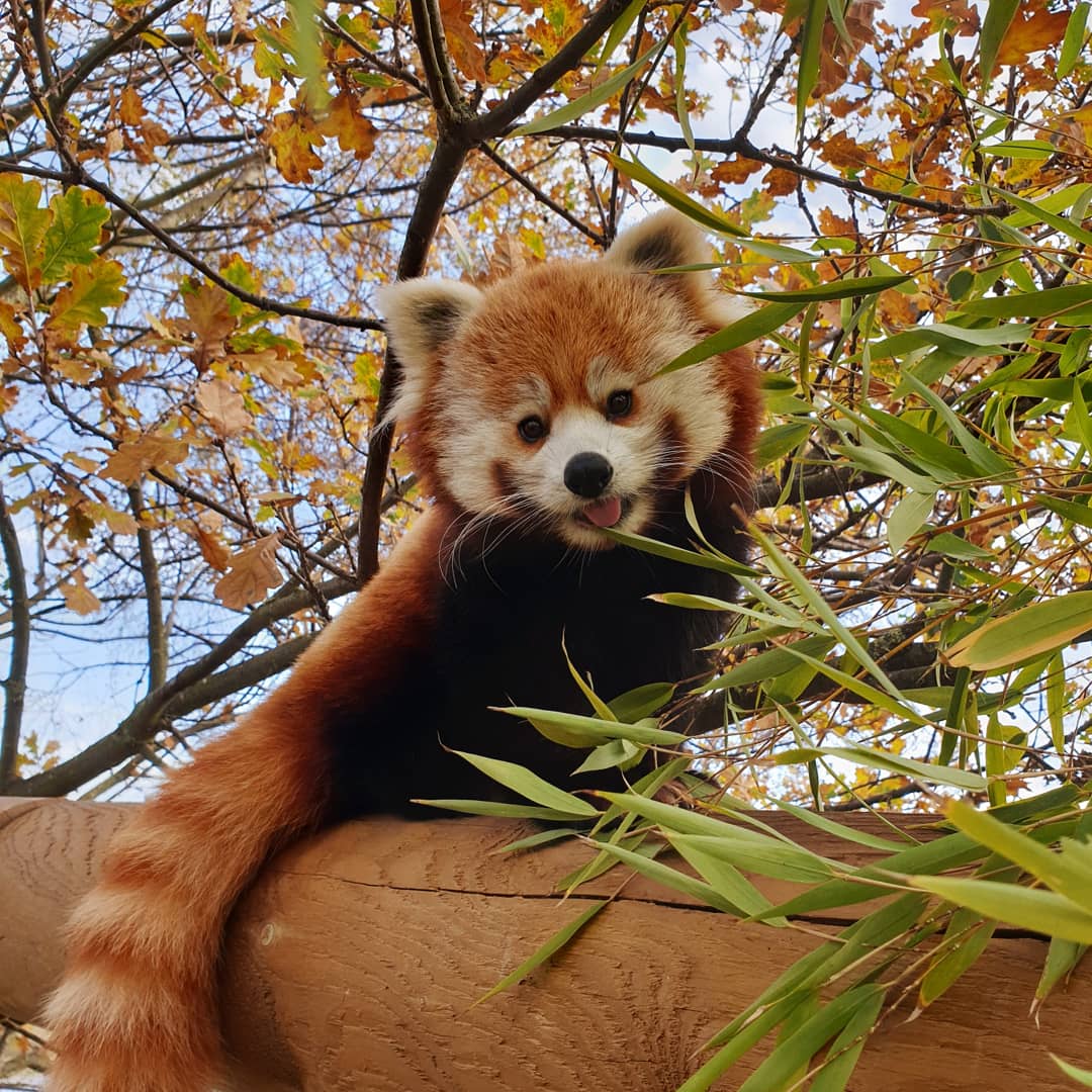 Let's all just 'paws' for a second to appreciate how adorable this picture is❤️🐾 #RedPanda
