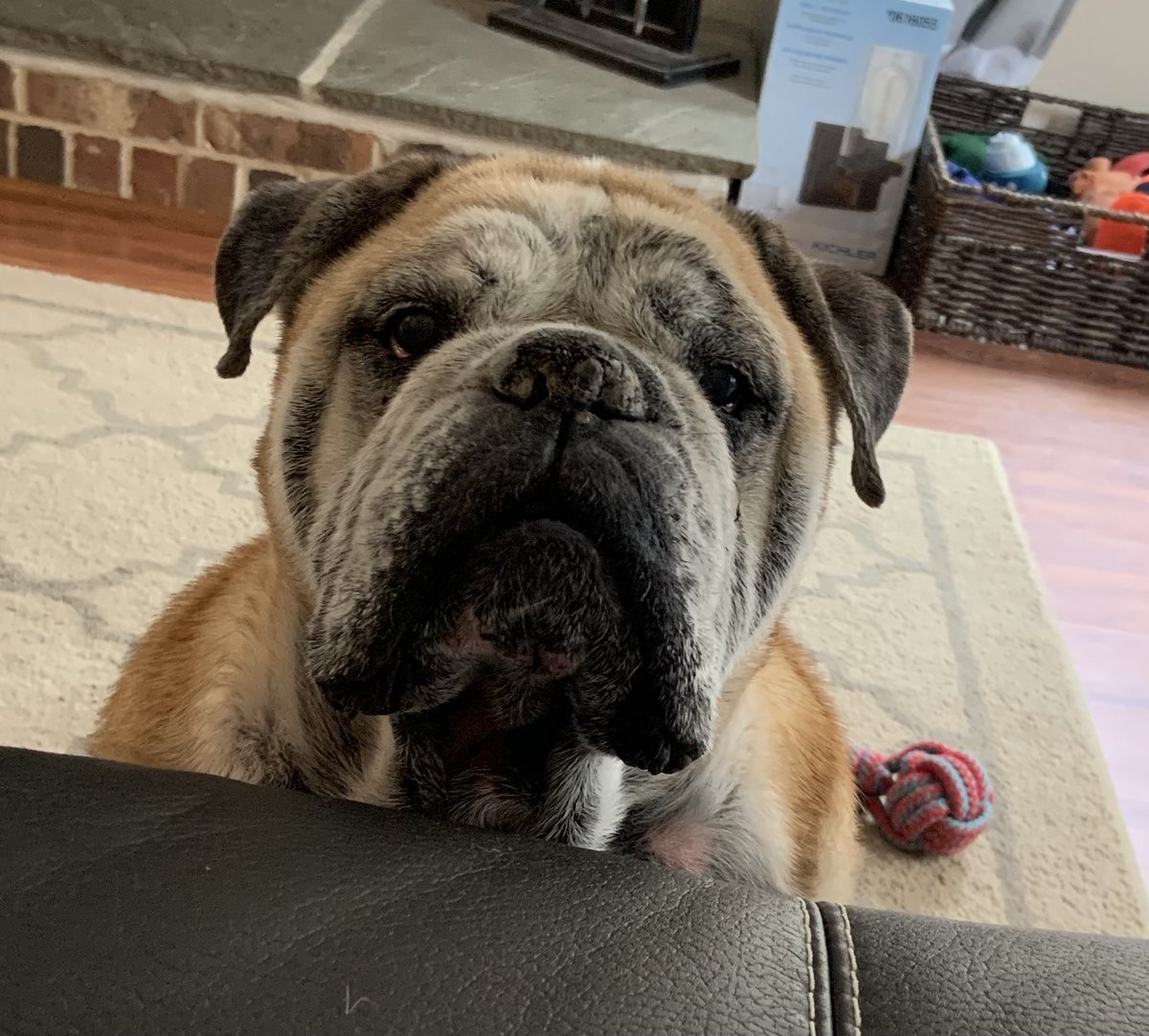 CharlieTheBull4's tweet photo. Have a great Sunday everyone! https://t.co/F5UcnaIw3U