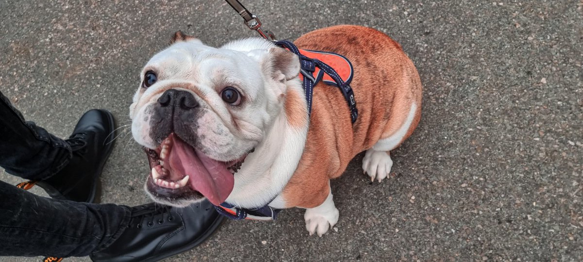 SammiBews's tweet photo. After a week of travelling I've spent all weekend outside 😍 even took this one on a tour of Windsor ❤

#Dogsofav #Bigreg #dogsoftwitter https://t.co/RImcntmjP9