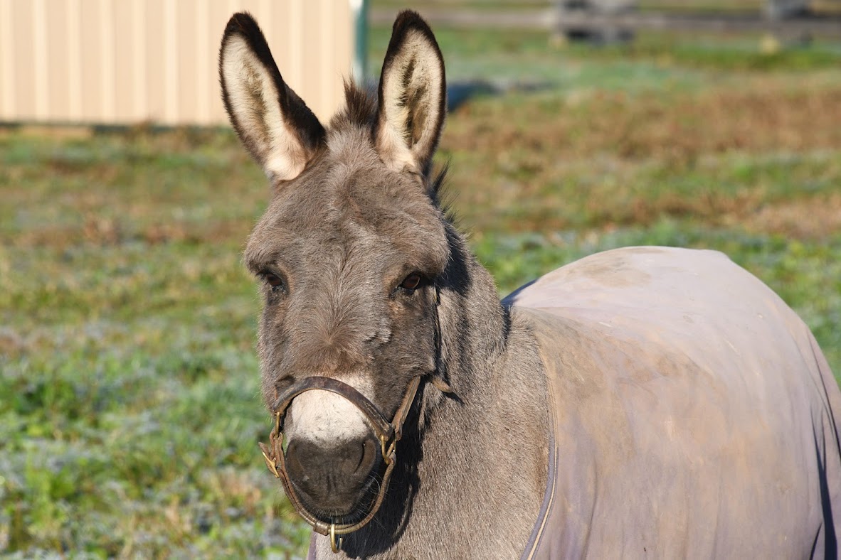 Oldfriendsfarm's tweet photo. Old Friend of the Day: Alphabet Soup's constant companion GORGEOUS GEORGE, owner of the most fabulous ears on the farm. He is very proud of them. Photo @battles_laura https://t.co/uK7P03xGaP