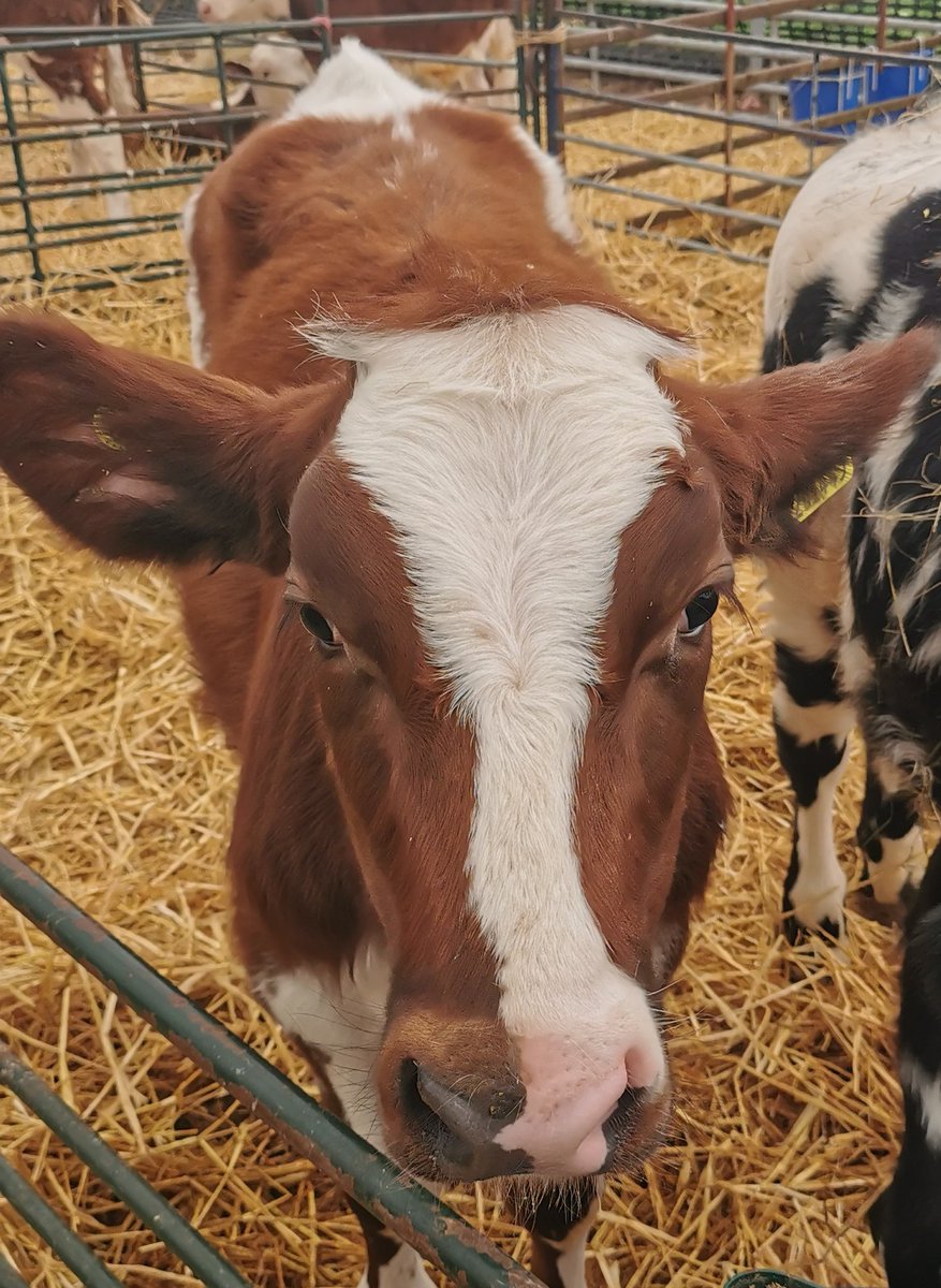 emjmorton's tweet photo. More farm time 🐄🐏😁 https://t.co/w5CS2NQqGv