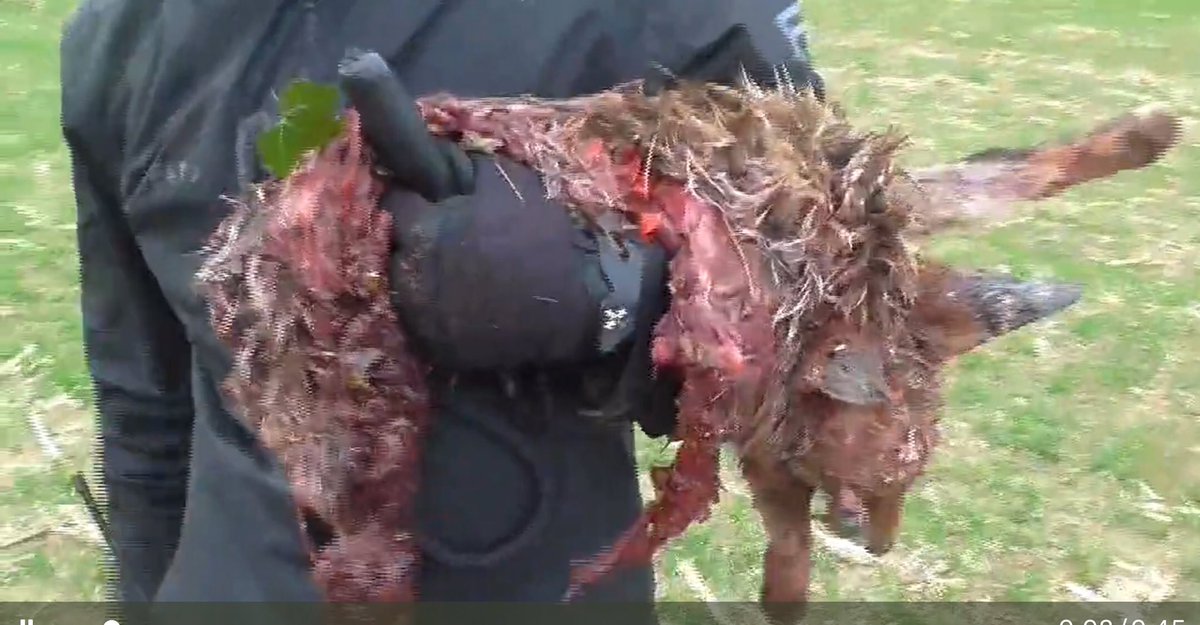 Saffy_1999's tweet photo. The #SouthDorsetHunt @dorsetpolice  #RichardDraxMP - killed TWICE yesterday.  If you haven’t seen the video on @Weymouthanimalr ‘site then go look … tell me this is RIGHT! Tell me this animal didn’t suffer! @PDHuntSabs @SheffHuntSabs @HuntSabs #Police … be brave for once! https://t.co/XT2bf0Vwxv