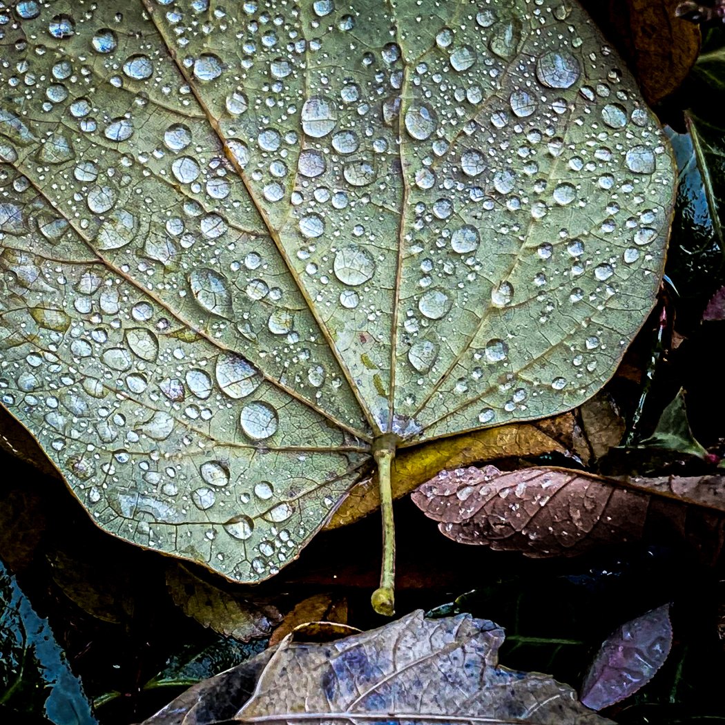 ChapterPsa's tweet image. It's gloomy, damp, and raw--get out there and snap a few pics before the opportunities disappear! New newsletter coming out later this week. Stay tuned!