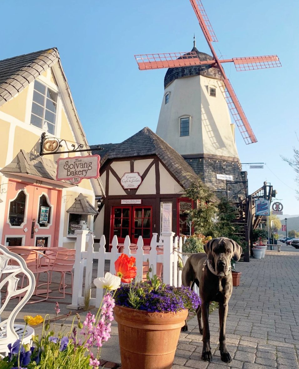 Solvang USA tweet media