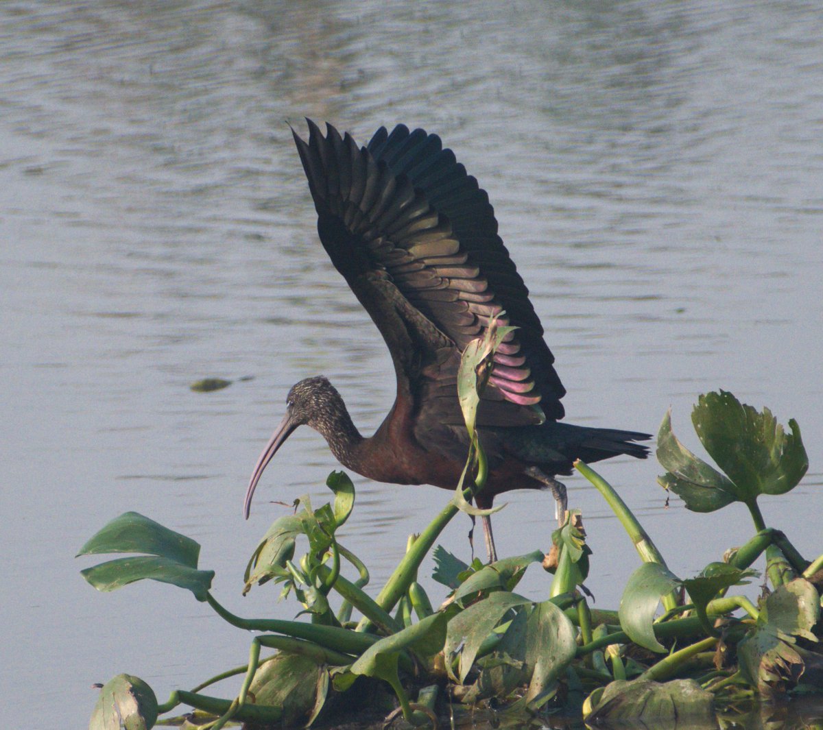 Glossy Ibis? 
#IndiAves 
#indianbirdsphotography #birdphotography #birdphotographersofindia #birdphotographyindia #birdportrait #birds_captures #birdingphotography #birding #bbcwildlifepotd #nature #naturephotography #nikonphotography
#ibis