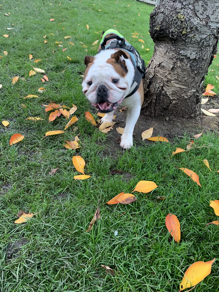 Another nice #Walk with me dad today. More #OffLead and #Recall practice. Met a couple of friendly puppies and managed to have some #BoarTreats and some #BaconWhirlers as a reward for not leaving dads side! #HarryTheBulldog #WoofWoof 🐶 🐾 #DogsofTwittter #Bulldogs