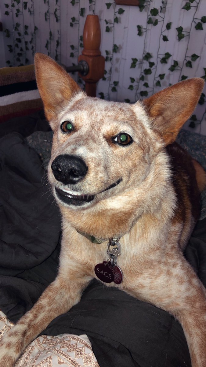 danischreiberr's tweet photo. my sweet smiley Sage https://t.co/5U1jOW8h38