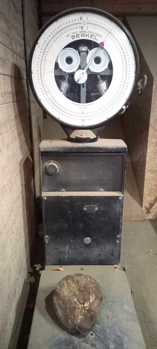 Dikke bult met Dikke #bieten. Zelfs 1 van 9kg. 
<a href="/minlnv/">Minlvvn</a> 12 november 's morgens gerooid, 's middags de wintertarwe er in om uitspoeling tegen te gaan. Dus onzin ecoregel in nieuwe #GLB om vroeger te moeten oogsten. Dat kost alles. Het draait om goede landbouw praktijk!