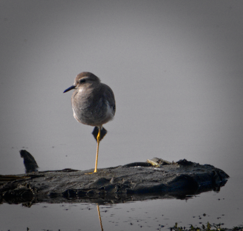 Plover? 
#IndiAves pls confirm
#BirdsSeenIn2021 #birdphotography #birdphotographersofindia      #birdportrait #birding #BBCWildlifePOTD  #nature #naturephotography #nikonphotography 
Hazy (read SMOG) Delhi NCR...