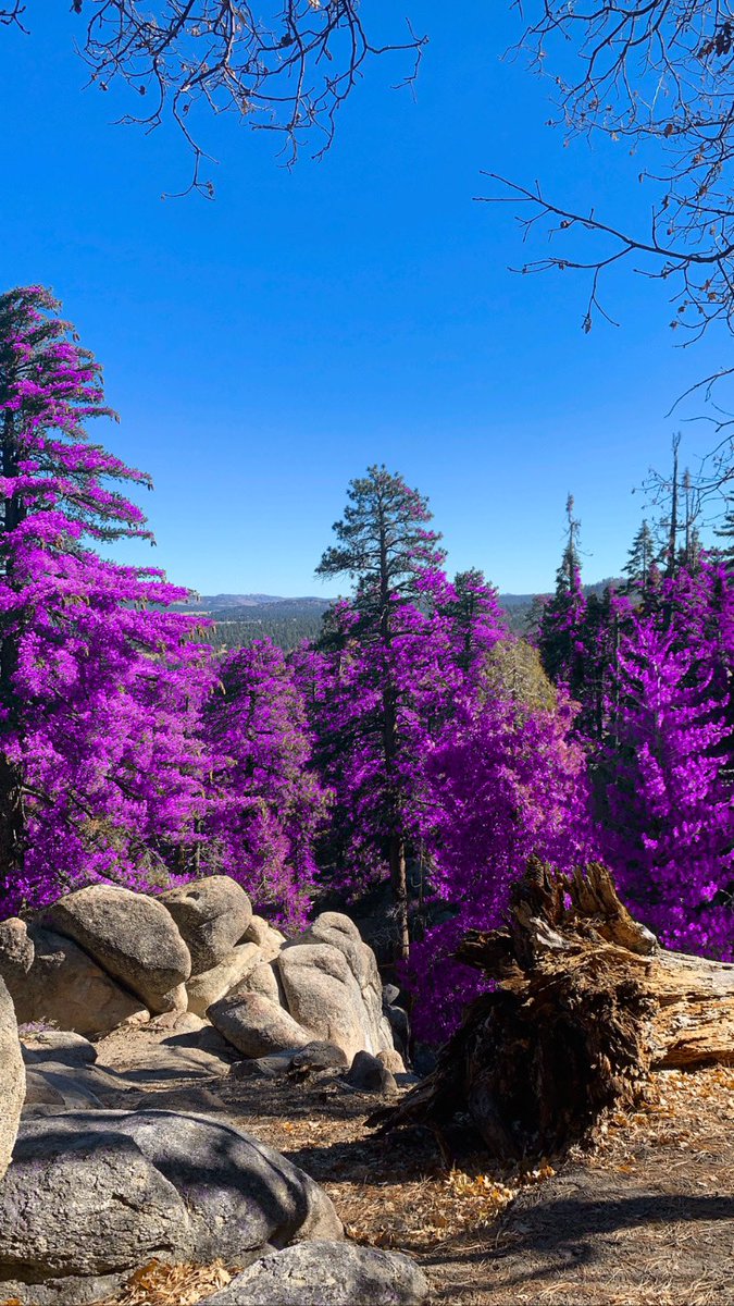 Pointshark1's tweet photo. Messing with the #purplevalley IG filter by @OttisOts. Itโs great for the trails! https://t.co/qd7VeVgil8