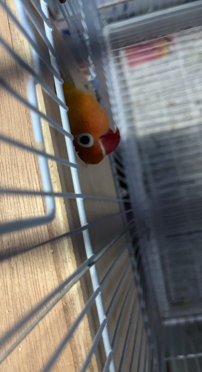 RajkumarAkshaya's tweet photo. #fischerslovebird https://t.co/Tutl11jX0H